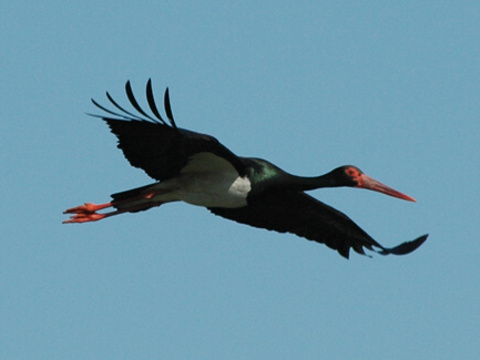 bocian ierny
 (Ciconia nigra
)