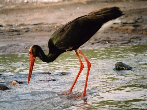 bocian ierny
 (Ciconia nigra
)