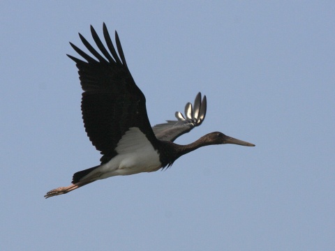 bocian ierny
 (Ciconia nigra
)