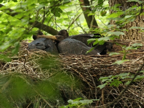 bocian ierny
 (Ciconia nigra
)
