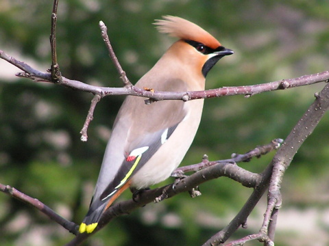 chochl seversk
 (Bombycilla garrulus
)