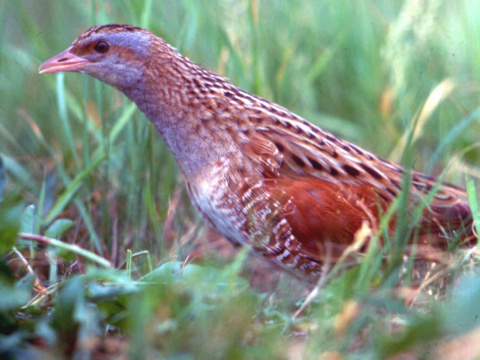 chrapk pon
 (Crex crex
)