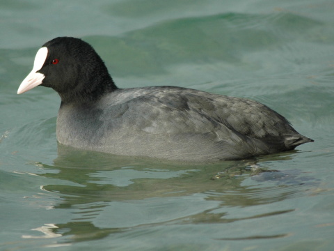 lyska ierna
 (Fulica atra
)