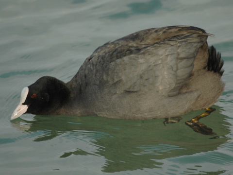 lyska ierna
 (Fulica atra
)