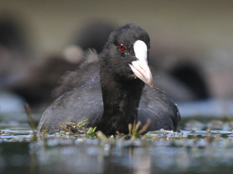 lyska ierna
 (Fulica atra
)