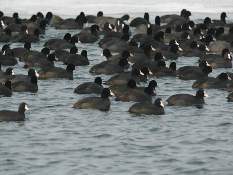 lyska ierna
 (Fulica atra
)
