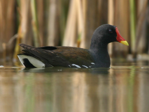 sliepoka zelenonoh / sliepoka vodn
 (Gallinula chloropus
)