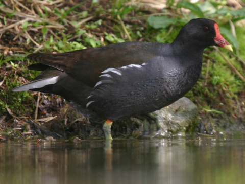 sliepoka zelenonoh / sliepoka vodn
 (Gallinula chloropus
)