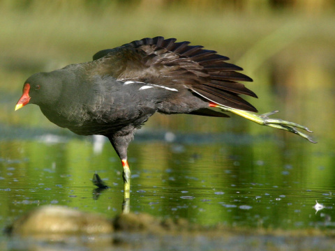 sliepoka zelenonoh / sliepoka vodn
 (Gallinula chloropus
)