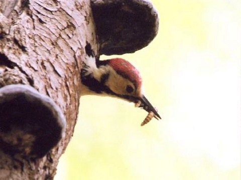 ate bielochrbt
 (Dendrocopos leucotos
)