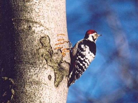 ate bielochrbt
 (Dendrocopos leucotos
)