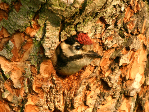 ate vek
 (Dendrocopos major
)