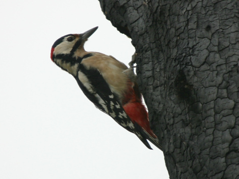 ate vek
 (Dendrocopos major
)