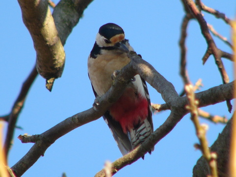 ate vek
 (Dendrocopos major
)