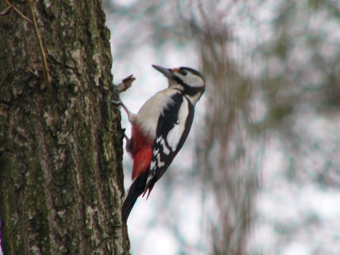 ate vek
 (Dendrocopos major
)