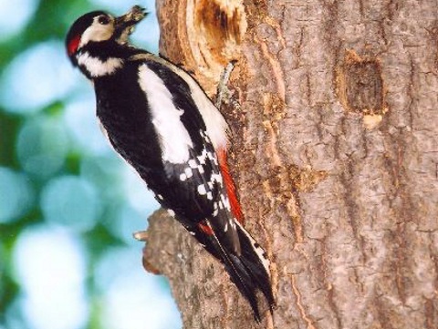 ate vek
 (Dendrocopos major
)