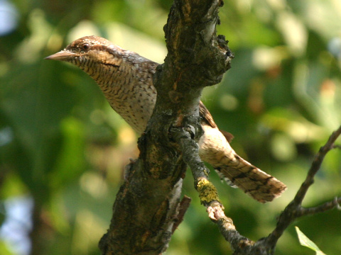 krutihlav hned / krutohlav hned
 (Jynx torquilla
)