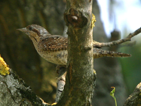 krutihlav hned / krutohlav hned
 (Jynx torquilla
)
