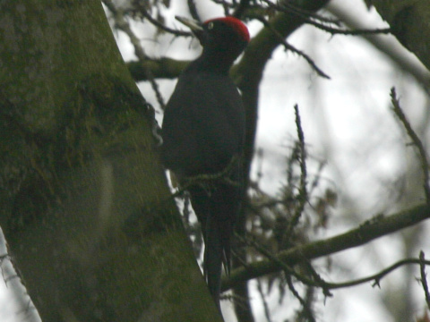 tesr ierny
 (Dryocopus martius
)