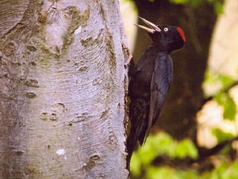 tesr ierny
 (Dryocopus martius
)