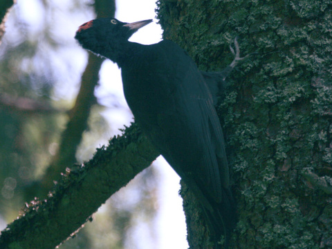 tesr ierny
 (Dryocopus martius
)