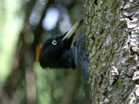 tesr ierny
 (Dryocopus martius
)