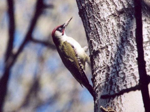 lna zelen
 (Picus viridis
)