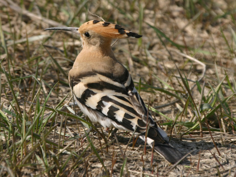 dudok chochlat
 (Upupa epops
)