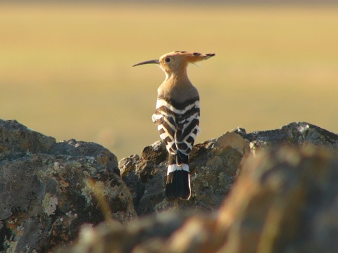 dudok chochlat
 (Upupa epops
)