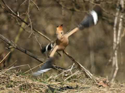 dudok chochlat
 (Upupa epops
)