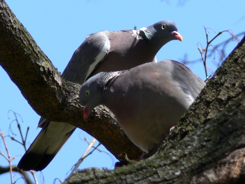 holub hrivnk
 (Columba palumbus
)