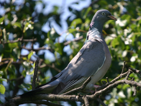 holub hrivnk
 (Columba palumbus
)