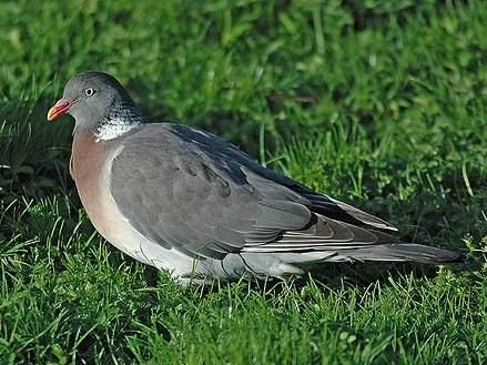 holub hrivnk
 (Columba palumbus
)