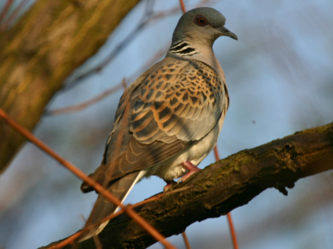 hrdlika pon
 (Streptopelia turtur
)