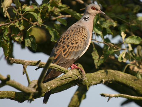 hrdlika pon
 (Streptopelia turtur
)