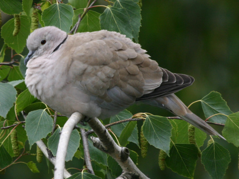 hrdlika zhradn
 (Streptopelia decaocto
)