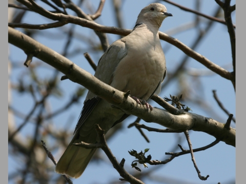 hrdlika zhradn
 (Streptopelia decaocto
)