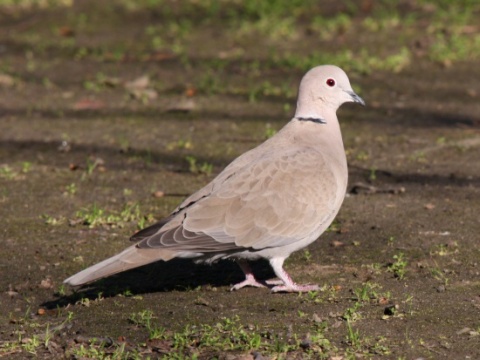 hrdlika zhradn
 (Streptopelia decaocto
)