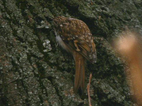 krovnk dlhoprst
 (Certhia familiaris
)
