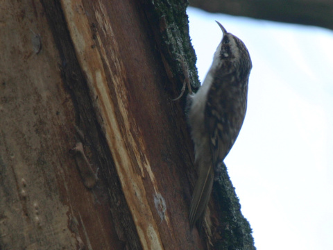 krovnk dlhoprst
 (Certhia familiaris
)