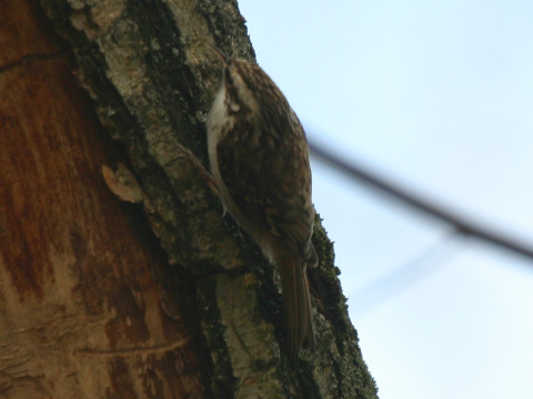 krovnk dlhoprst
 (Certhia familiaris
)