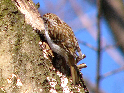 krovnk dlhoprst
 (Certhia familiaris
)