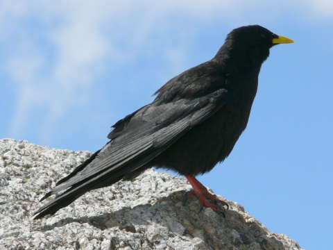 avka ltozob
 (Pyrrhocorax graculus
)