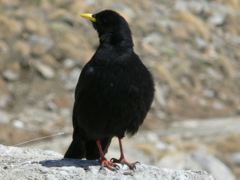 avka ltozob
 (Pyrrhocorax graculus
)