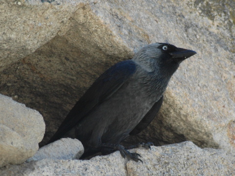 kavka tmav
 (Corvus monedula
)