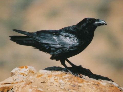 krkavec ierny
 (Corvus corax
)
