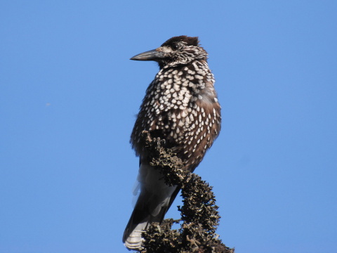orenica perlovan
 (Nucifraga caryocatactes
)
