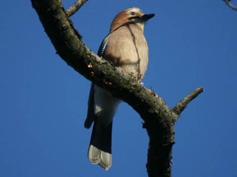 sojka kriekav/ sojka obyajn
 (Garrulus glandarius
)