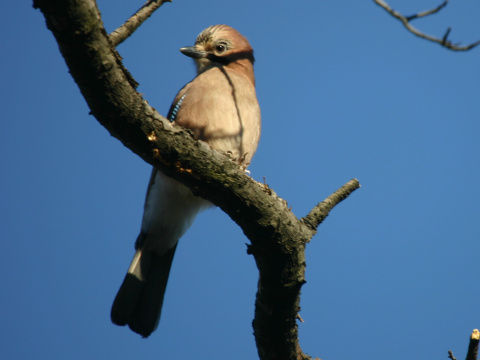 sojka kriekav/ sojka obyajn
 (Garrulus glandarius
)
