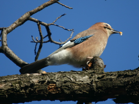 sojka kriekav/ sojka obyajn
 (Garrulus glandarius
)
